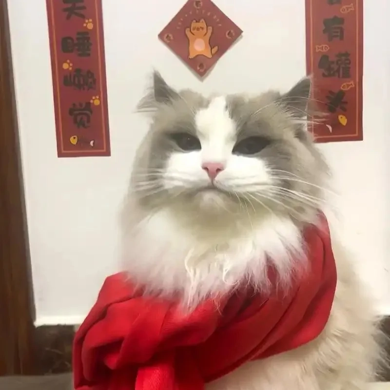 Không thể nhịn cười với ảnh mèo tết meme bựa độc đáo