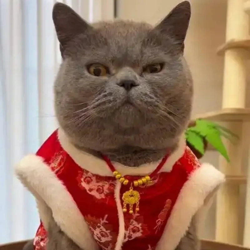 Thể hiện cá tính với avatar mèo tết meme hài chất lừ