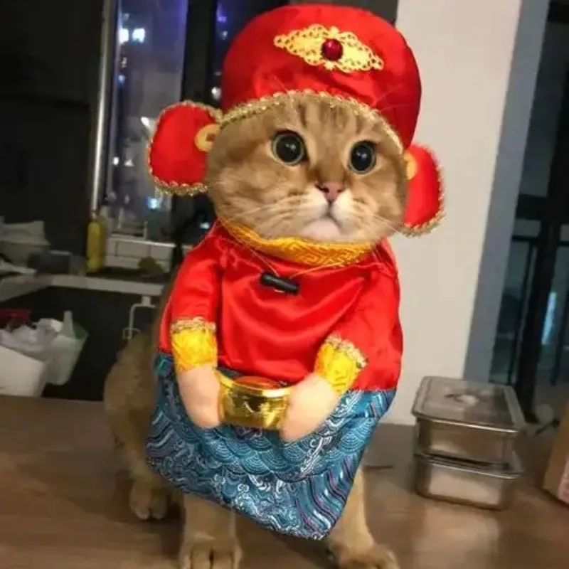 Tổng hợp meme mèo hài cho năm mới thêm vui vẻ