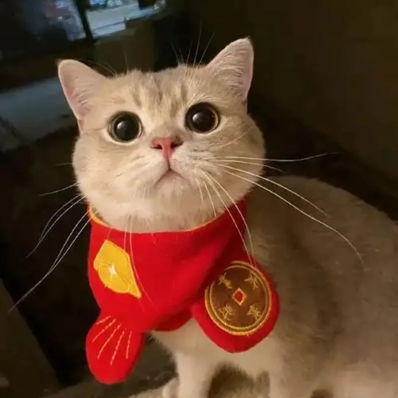 Loạt ảnh meme mèo ngày tết siêu hài chỉ có ở đây