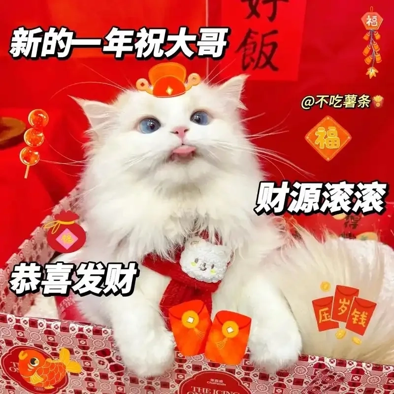 Đổi avatar mèo tết meme đánh bài để xả stress ngày xuân