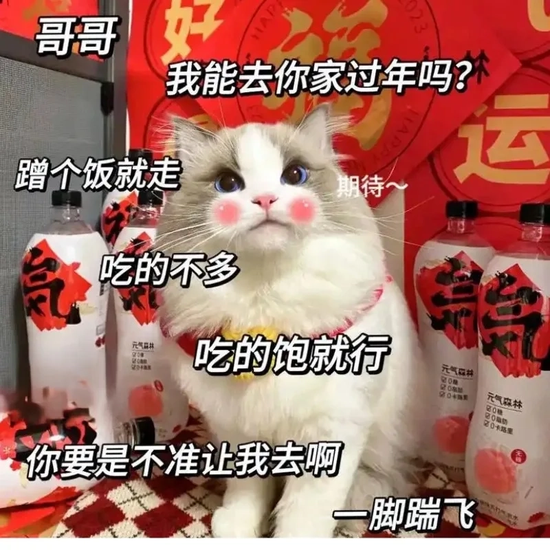 Cười té ghế với ảnh mèo tết meme đánh bài hài lầy