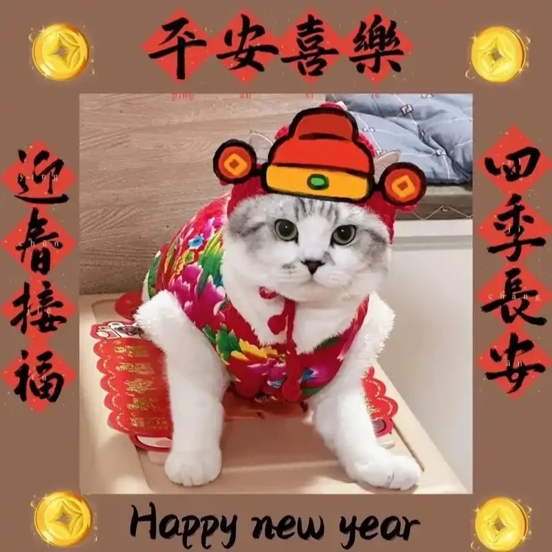 Tết rộn ràng cùng mèo meme ăn tết hài hước không đối thủ