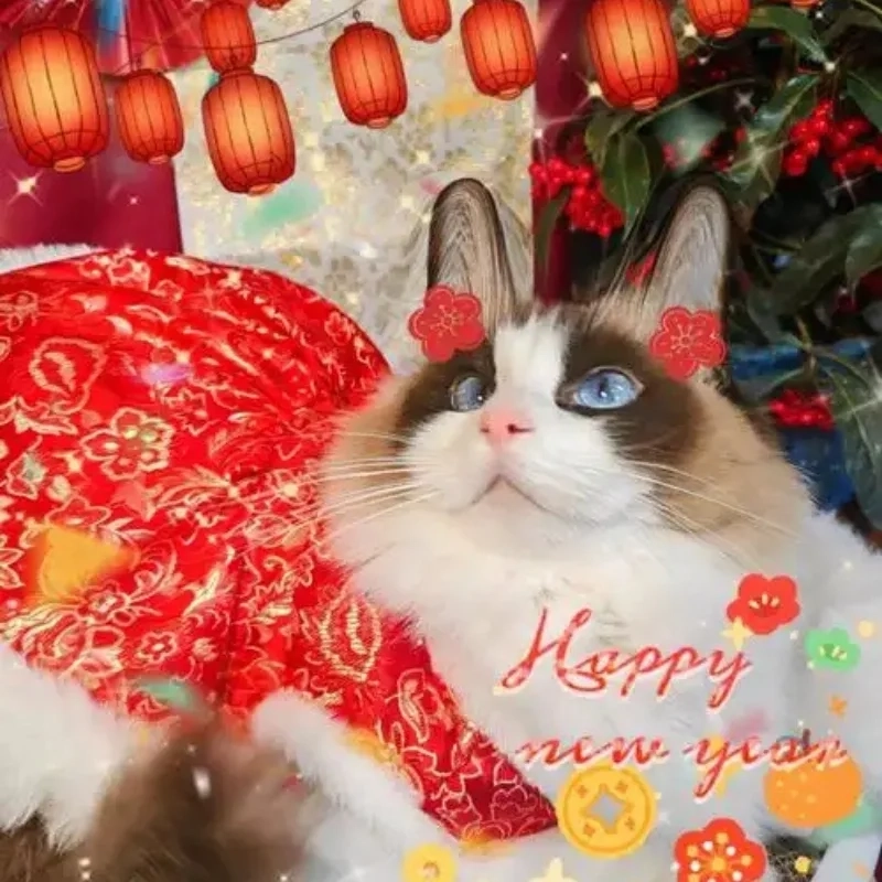 Thả like liền tay cho bộ meme mèo ăn tết vui nhộn