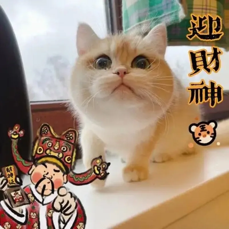 Bộ sưu tập meme mèo đón tết vừa hài vừa dễ thương