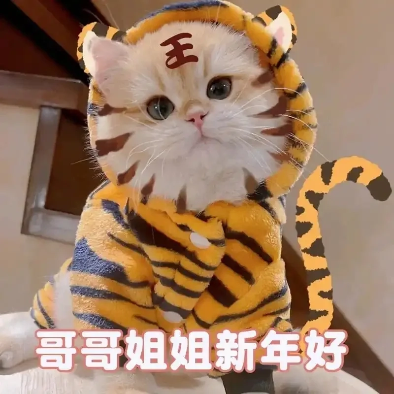 Gửi lời chúc siêu lầy với bộ meme mèo chúc tết viral