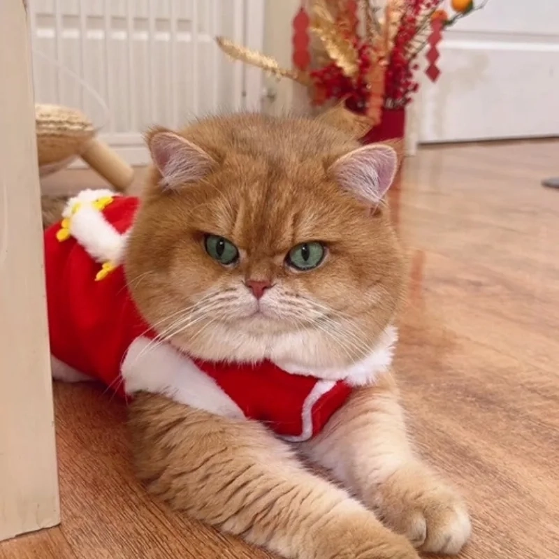 Mở đầu năm mới siêu dễ thương với avatar mèo tết 2024 meme