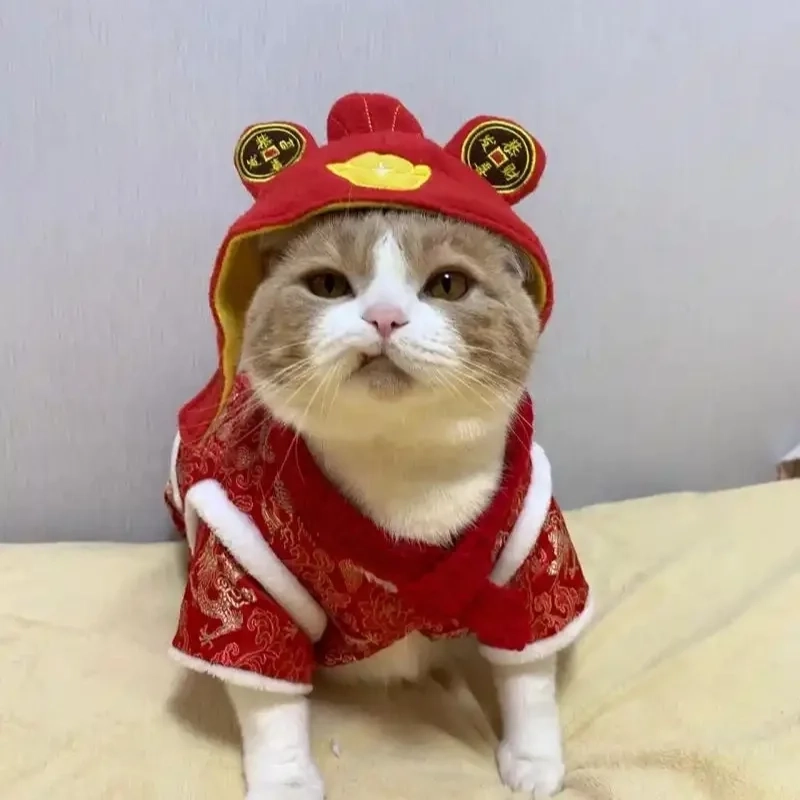 Đổi gió ảnh đại diện cùng mèo meme tết 2024 cực ngầu