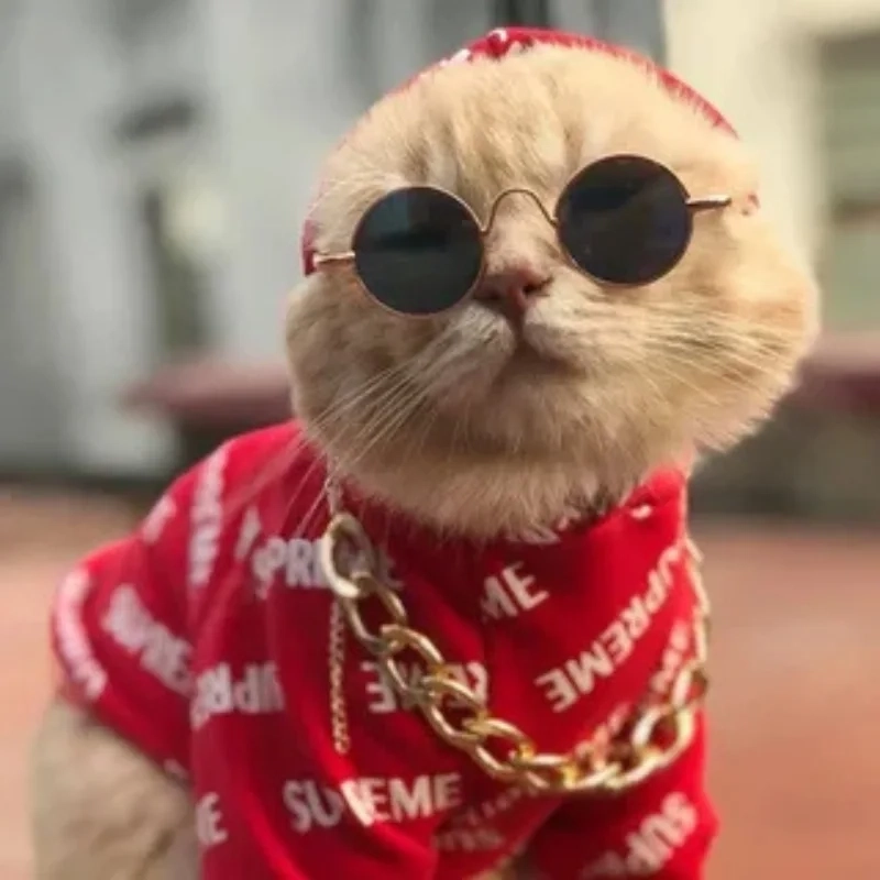 Ảnh mèo meme tết dễ thương như lì xì tiếng cười đầu năm