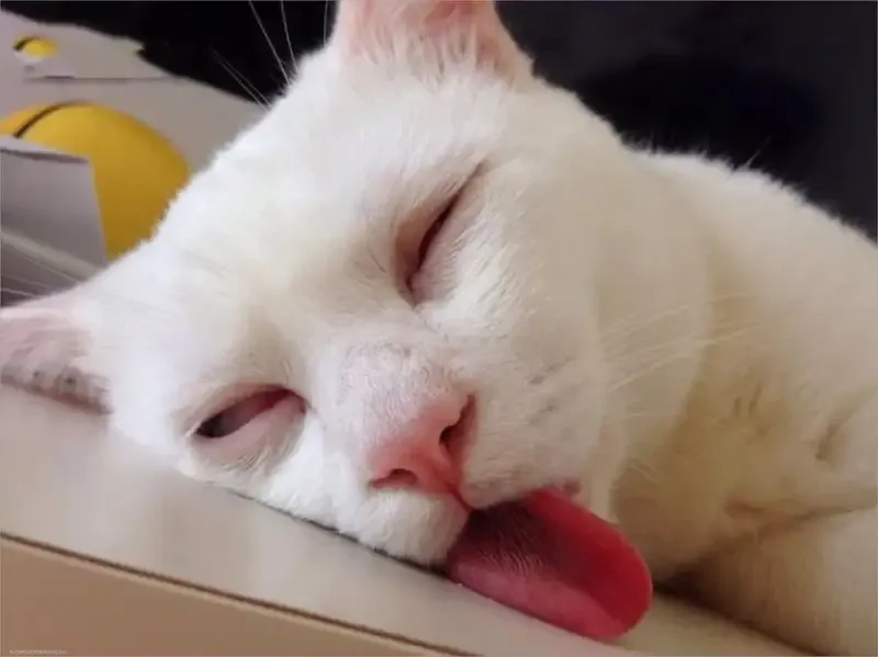 Chẳng gì đáng yêu hơn chiếc meme mèo mệt mỏi lăn ra ngủ