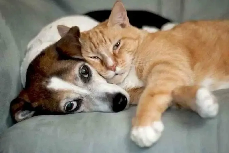 Gửi cậu mệt mỏi lắm hả meme để chia sẻ tâm trạng với bạn
