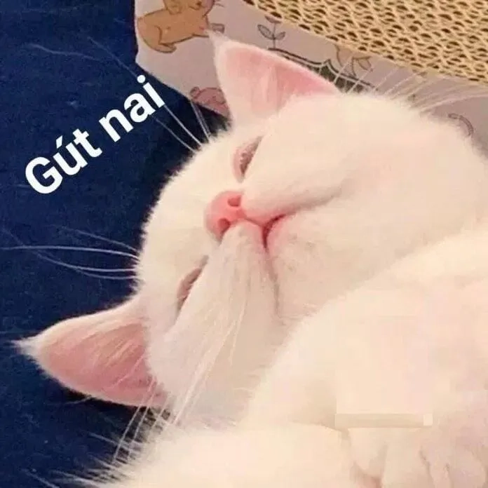 Hãy để ngủ ngon meme làm bạn cười trước khi chìm vào giấc ngủ!