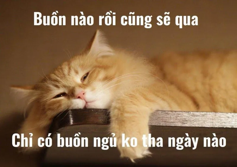 Mèo buồn ngủ meme dễ thương và gây cười cho người xem