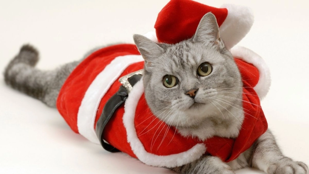 Meme mèo Noel siêu dễ thương khiến ai cũng tan chảy