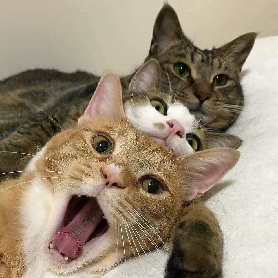 Tuyển chọn ảnh meme ôm nhau hot trend lan tỏa yêu thương