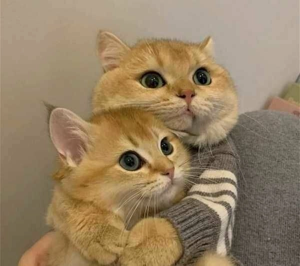 Bạn đang muốn ôm meme? Xem là muốn gửi ngay cho người ấy
