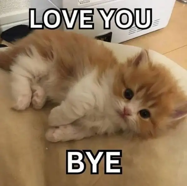 Meme chào tạm biệt dễ thương khiến người xem không nỡ rời