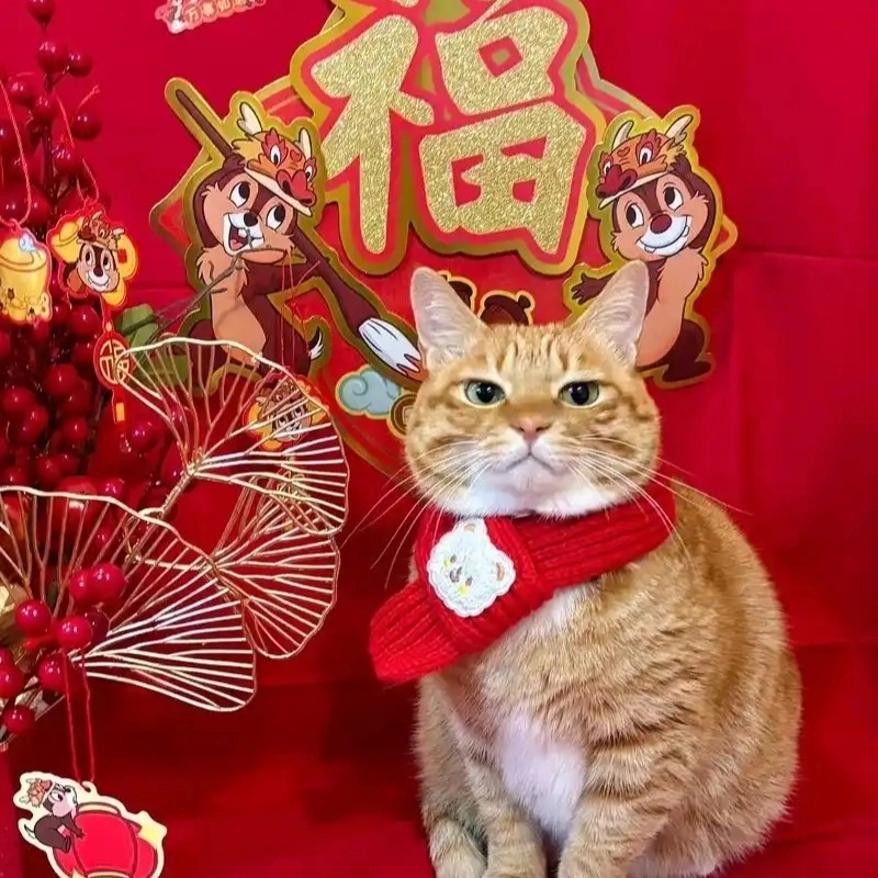 Mèo meme Tết với biểu cảm ngơ ngác đón xuân cực kỳ dễ thương