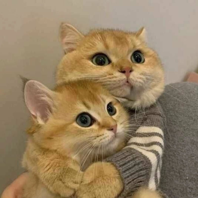 Meme tình yêu vũ trụ sẽ khiến bạn cảm nhận tình yêu rộng lớn, bao la như vũ trụ!