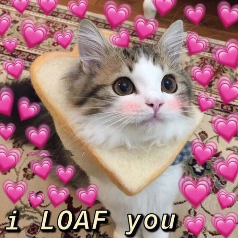 Meme si tình khiến bạn cảm nhận được sự đắm say và say mê trong tình yêu!