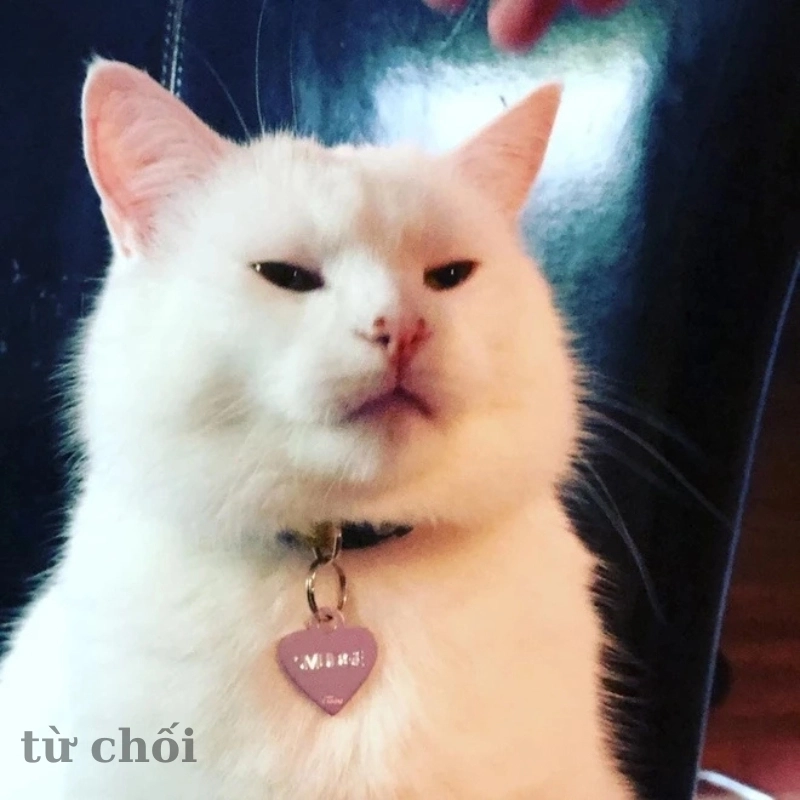 Meme từ từ thôi hài hước, biểu cảm chậm rãi đáng yêu