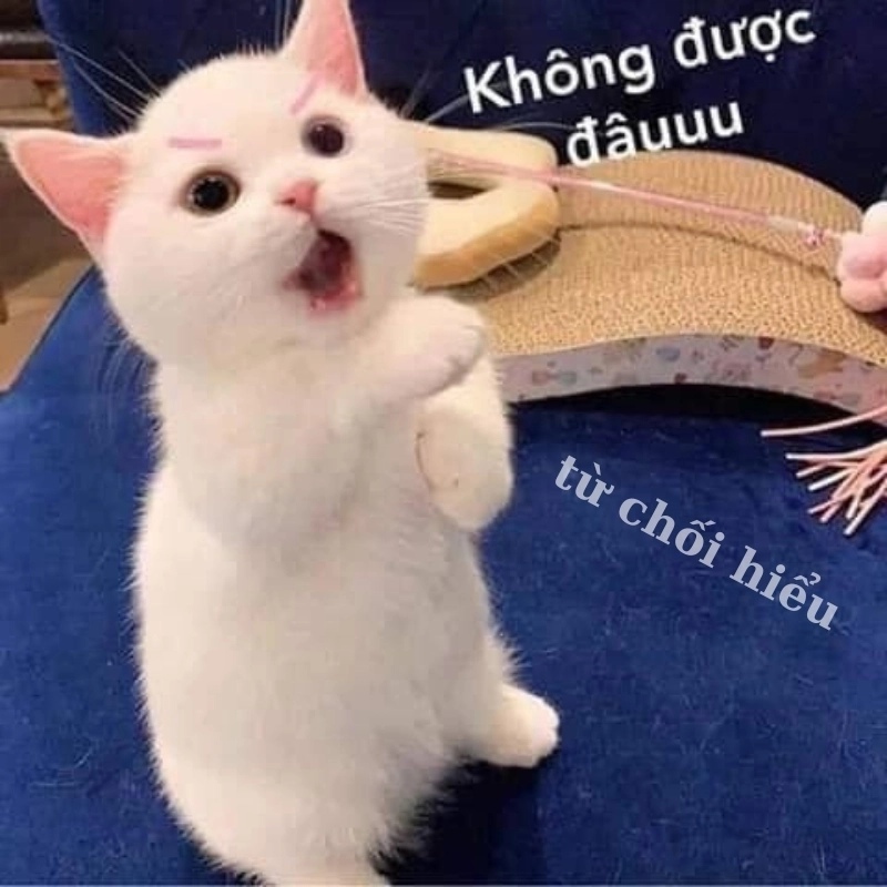Meme mèo từ chối hiểu đáng yêu, biểu cảm ngơ ngác dễ thương