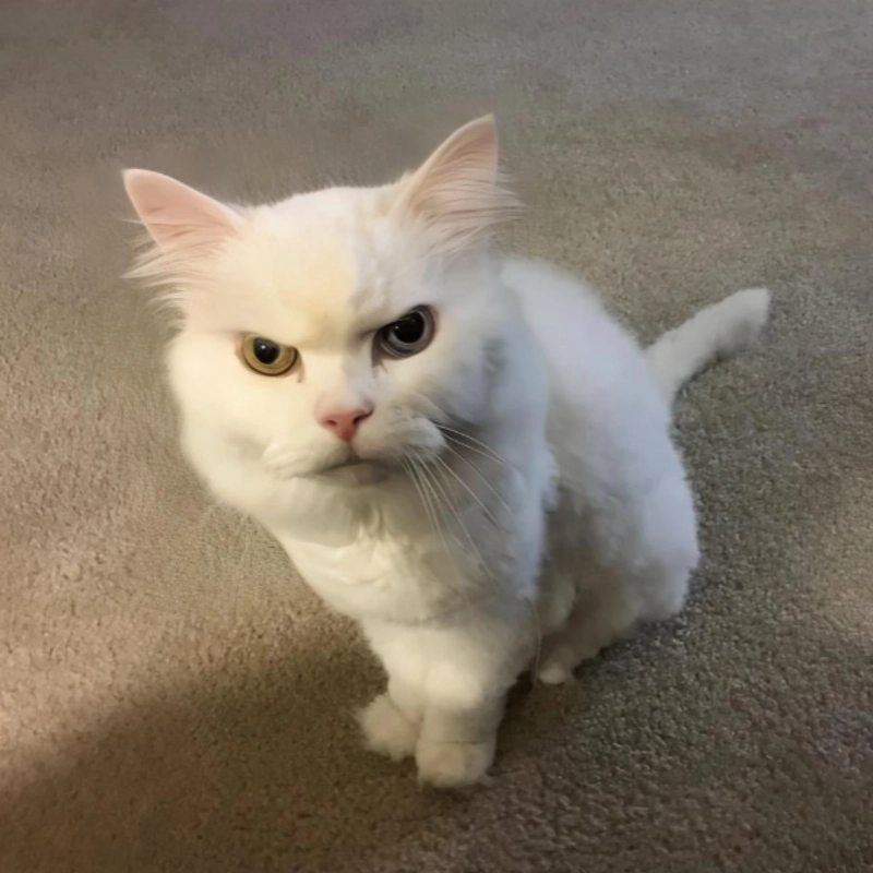 Đáng yêu bùng nổ với tức giận ảnh meme dỗi mèo cute