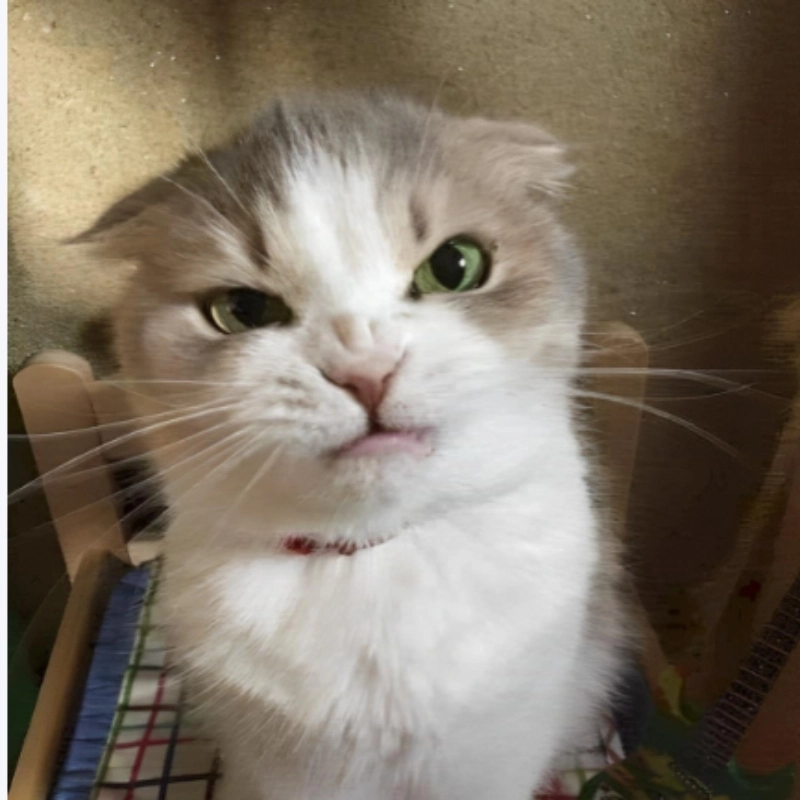 Biểu cảm meme mèo giận cute khiến bạn vừa cười vừa muốn dỗ