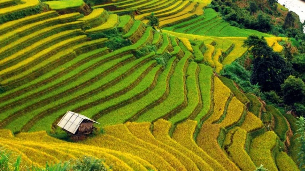 Điểm đến tuyệt vời của du lịch yên bái mù cang chải