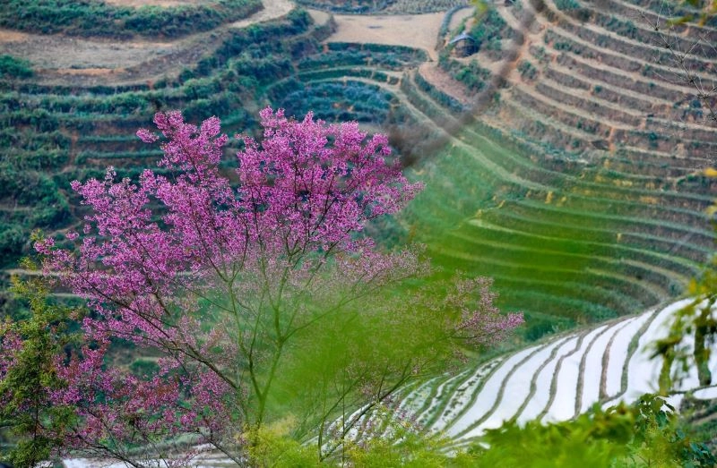 Khám phá mù cang chải lúa chín hùng vĩ