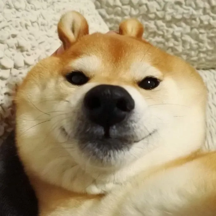Chó Shiba cười đểu là hình ảnh meme không thể thiếu trong bộ sưu tập của bạn