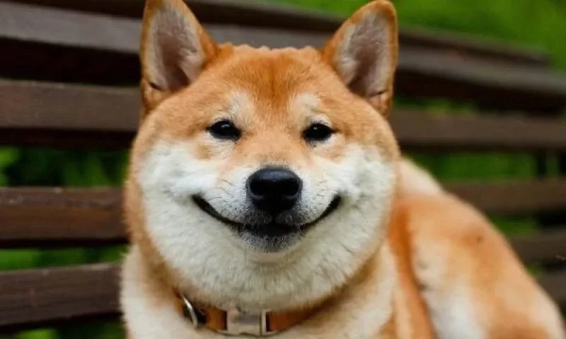 Mặt chó cười đểu là điểm nhấn nổi bật trong mọi bộ ảnh meme