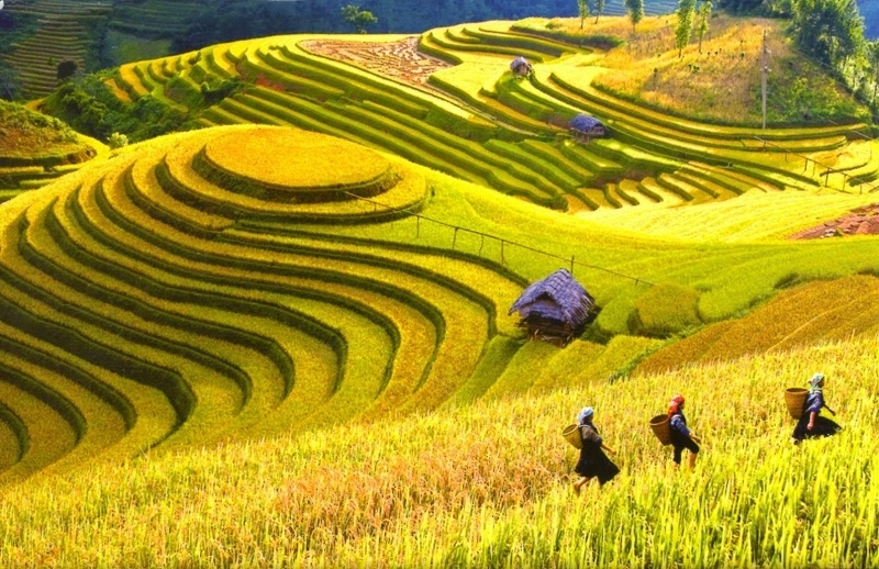 Khám phá giới thiệu về thung lũng mường hoa hấp dẫn