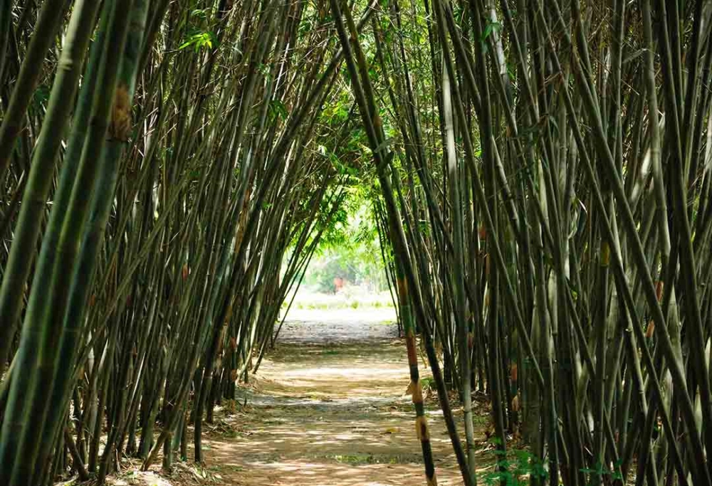 Bạn biết làng tre phú an ở đâu chưa cùng khám phá nhé
