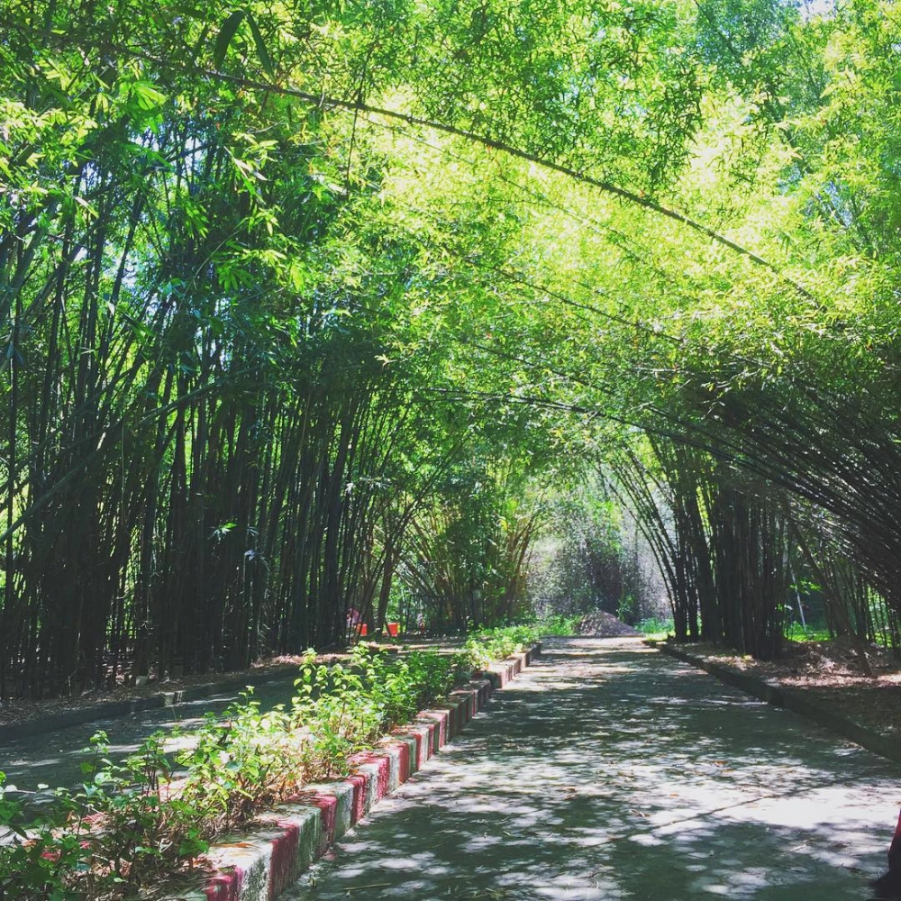 Ngắm nhìn làng tre phú an ảnh với phong cảnh xanh mát