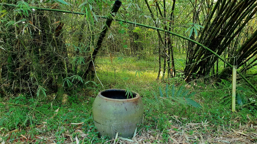 Bạn biết làng tre phú an có bao nhiêu loại tre không