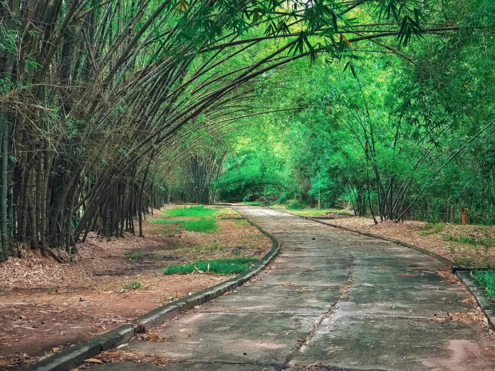 Bộ sưu tập hình ảnh của làng tre phú an đẹp và thư giãn