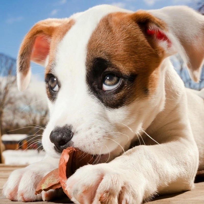 Avatar chó bựa troll hài hước chất chơi