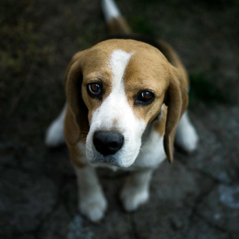 Avatar chó cute dễ thương lông xù siêu đáng yêu