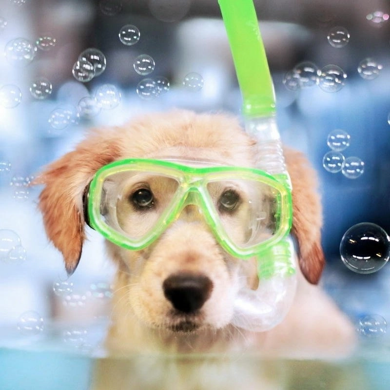 Avatar chó hài hước biểu cảm cười đau bụng