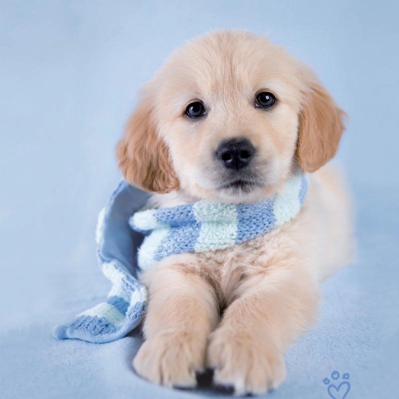 Ảnh avatar chó dễ thương trung thành cuốn hút