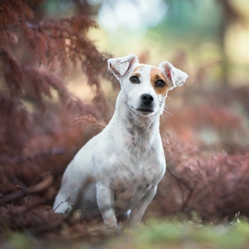 Avatar con chó hài biểu cảm troll siêu vui