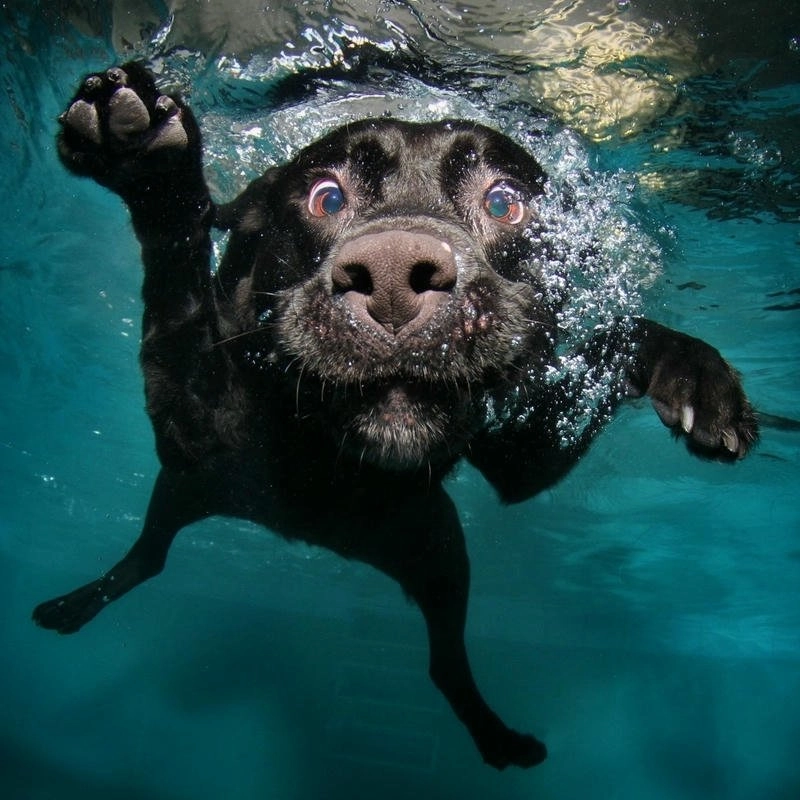 Avatar chó cute anime tai cụp dễ thương