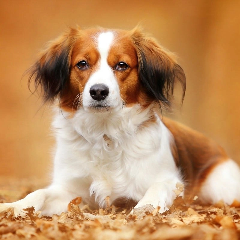 Ảnh avatar chó vô tri ngây thơ cười lăn