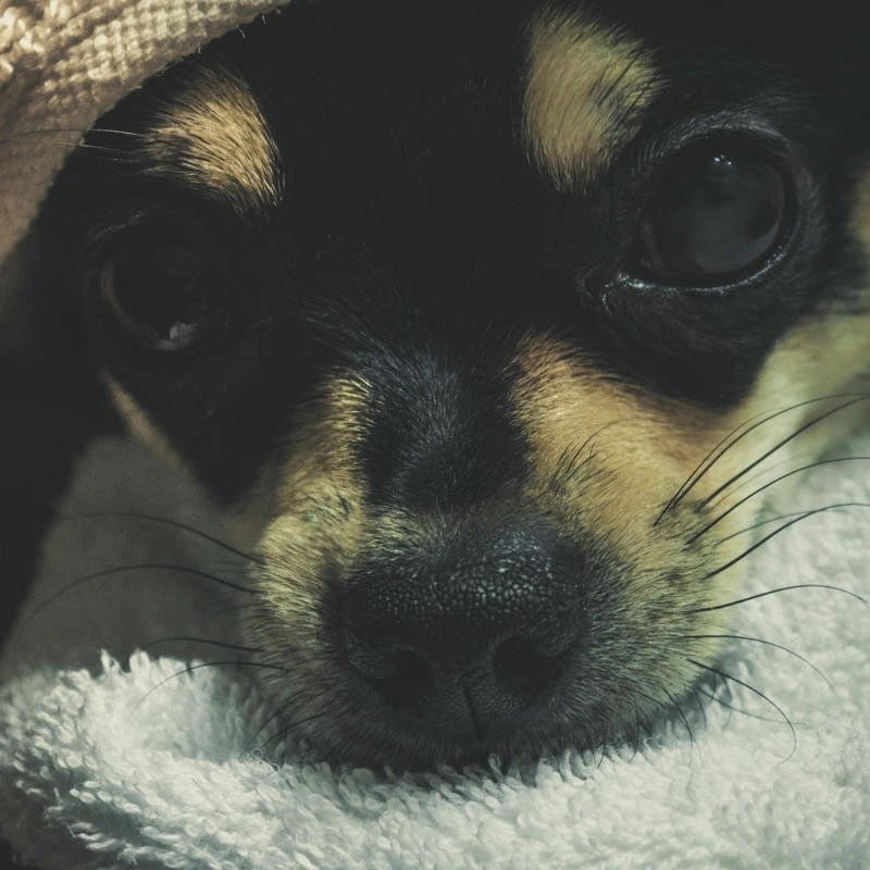 Ảnh chó cute làm avatar ngọt ngào đáng yêu