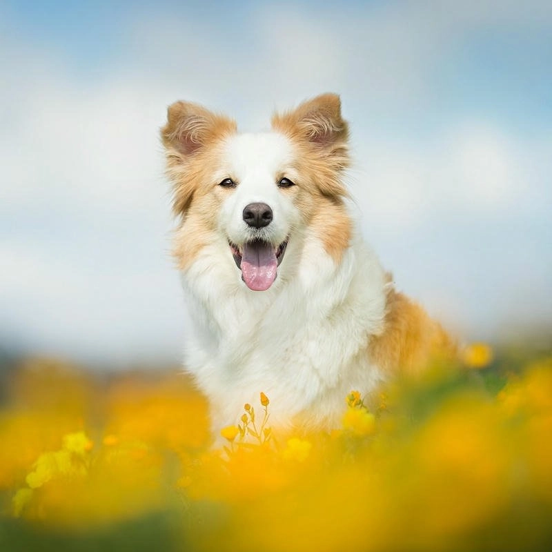 Avatar chó ngáo vô tri hài hước cực mạnh