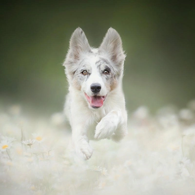 Avatar chó ngầu cool ngầu dễ thương chất chơi