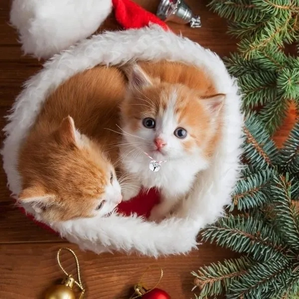 Ảnh noel tạo cảm giác ấm áp mùa cuối năm