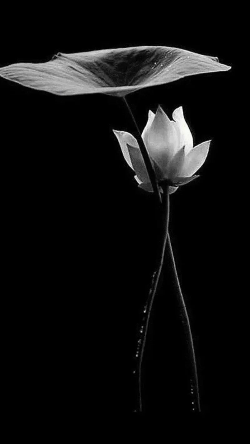 Avatar buồn hoa sen trắng thể hiện tiếc thương