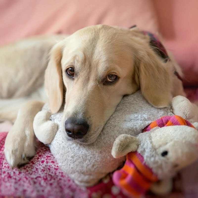 Ảnh động vật dễ thương được nhiều người thích